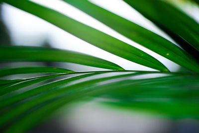 Close-up of palm leaf