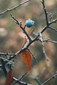 Close-up of berries growing on tree