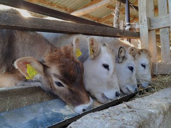 High angle view of sheep in pen