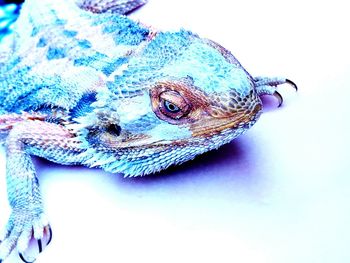 Close-up of lizard on white surface