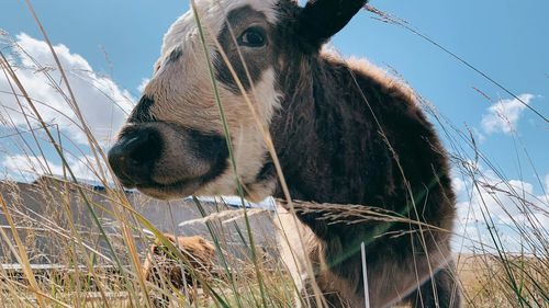 Close-up of a horse on field