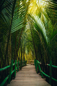 View of palm trees in forest