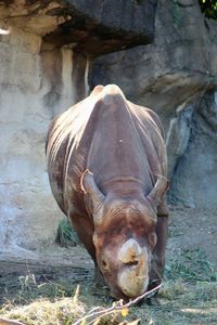 Close-up of a horse on land