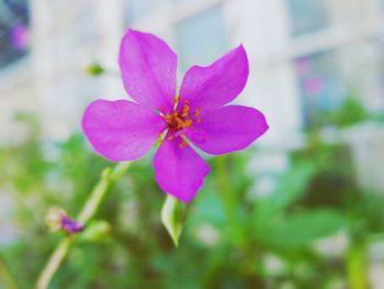 Close-up of pink flower