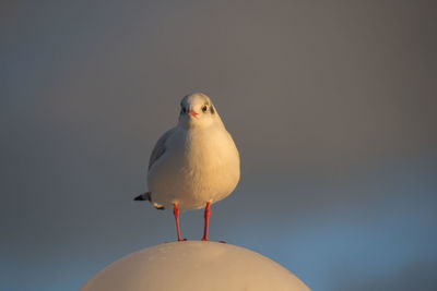 Close-up of bird perching against gray background