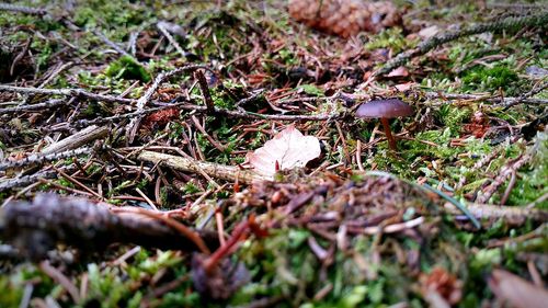 Close-up of fresh green grass