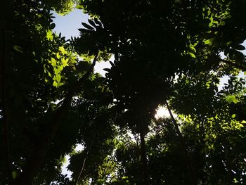 Low angle view of trees in forest
