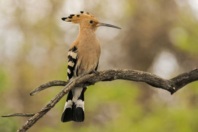 Close-up of bird perching on branch