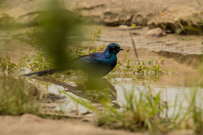 Bird perching on a lake