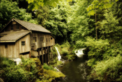 Scenic view of river amidst trees and plants in forest