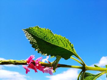 Low angle view of plant against blue sky