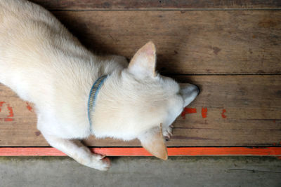 High angle view of dog lying on floor