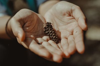 Cropped hands of person holding pine cone