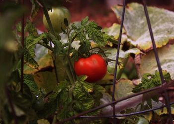Close-up of red berries growing on plant