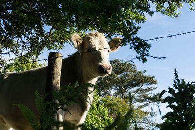 Low angle view of horse on tree against sky