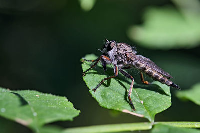 Close-up of insect on leaf