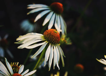 Close-up of daisy flower