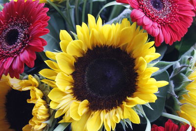 Close-up of sunflower