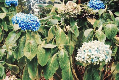 Close-up of hydrangea flowers blooming outdoors