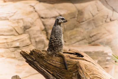 Meerkat relaxing on wood