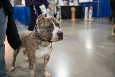 Close-up of a pitbull terrier on a leash