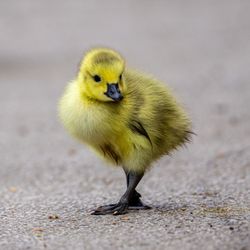 Close-up of a bird