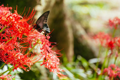 Close-up of insect on flower