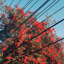 Low angle view of red flowers