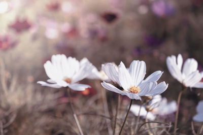 Close-up of white flowering plant