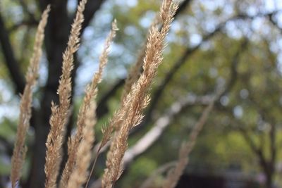 Close-up of rope against blurred background