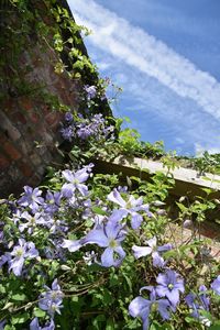 Close-up of flowers blooming outdoors