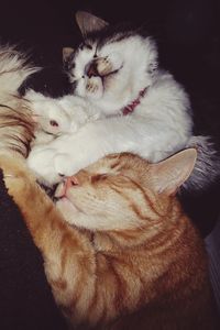 Close-up of white cat