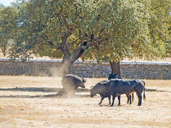 Horses on tree