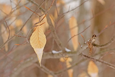 Close-up of dry leaves on tree