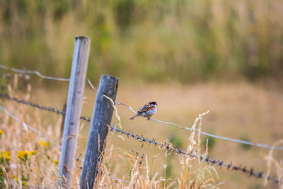 Bird perching on a barbed wire