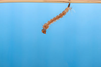 Close-up of crab hanging on blue sea