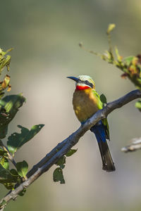 Close-up of bird perching on branch