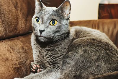 Portrait of cat sitting on sofa at home