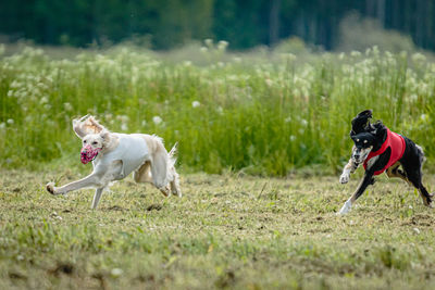 Saluki dogs in red and white shirts running and chasing lure in the field on coursing competition