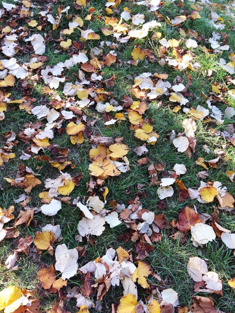 FULL FRAME SHOT OF AUTUMN LEAVES