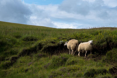 Sheep in a field