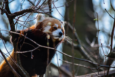 Low angle view of a horse on tree