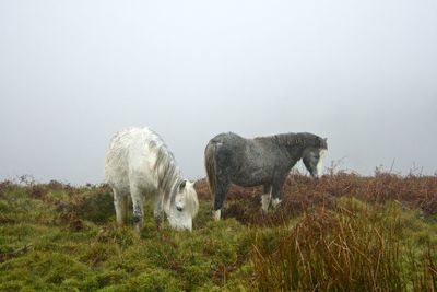 Horses grazing on field against clear sky