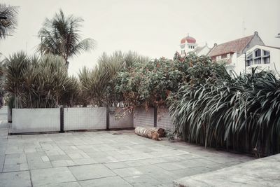 Palm trees by building against sky