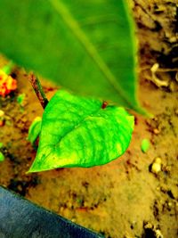 Close-up of insect on leaf