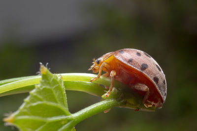 Close-up of insect on leaf