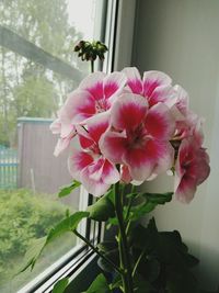 Close-up of pink flowering plant