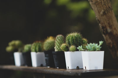 Close-up of potted cactus plant against trees