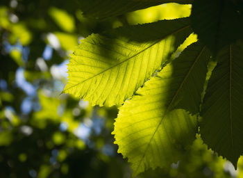 Close-up of leaves against blurred background