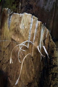 High angle view of old wooden hanging from tree